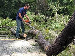 How Our Tree Care Process Works  in  Theodore, AL