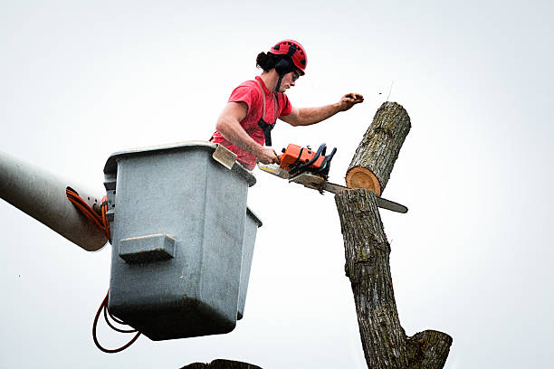 Theodore, AL Tree Services Company